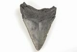 Fossil Megalodon Tooth - South Carolina #196859-1